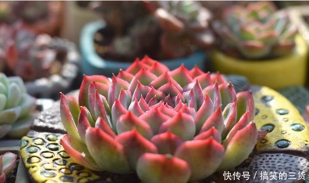 徒长|冬天养多肉,最怕3种水,一定要管住手,太勤快肉肉死的越快