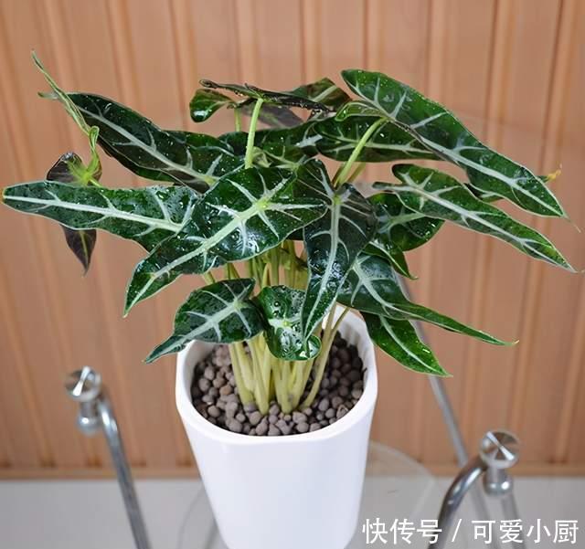 天生“体阴”的6种花,晒太阳易黄叶,阴一点反而长得绿油油