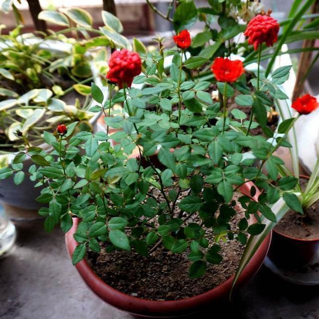 月季扦插真好活,2种方法能选择,花期长开花多,扦插一盆就赚