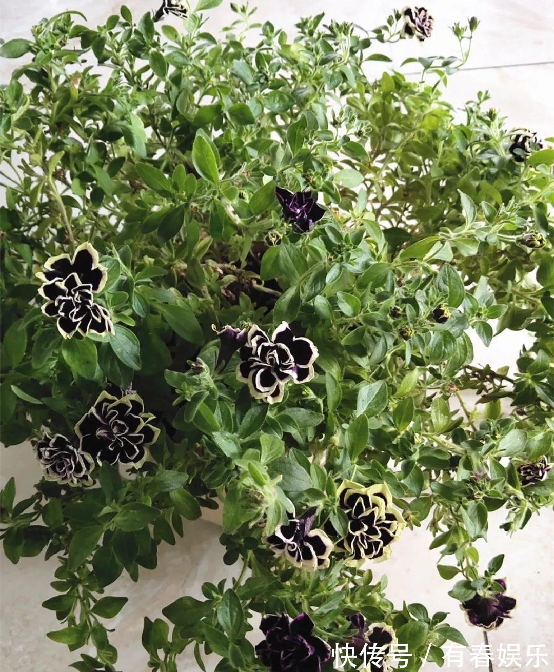 现在养花要重剪,剃光头,撸光叶,越狠越爆盆