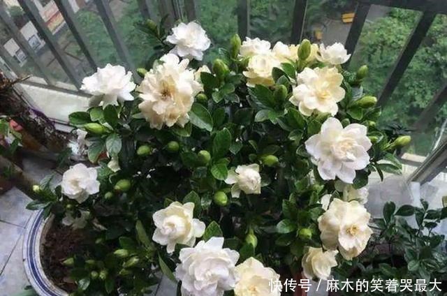 公认难养的6种花,新手慎买,养不活还浪费钱!