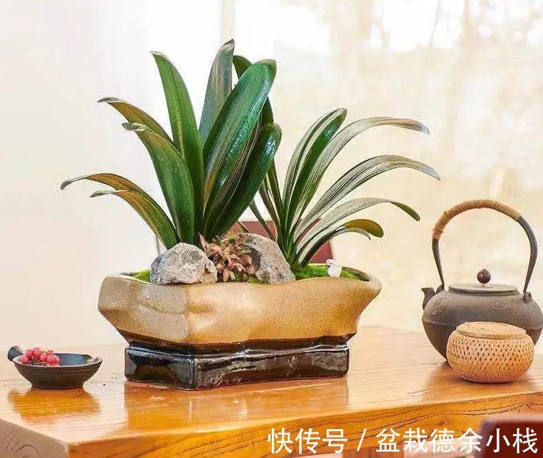 根系|君子兰花后也要做月子,不然可能再也开不了花