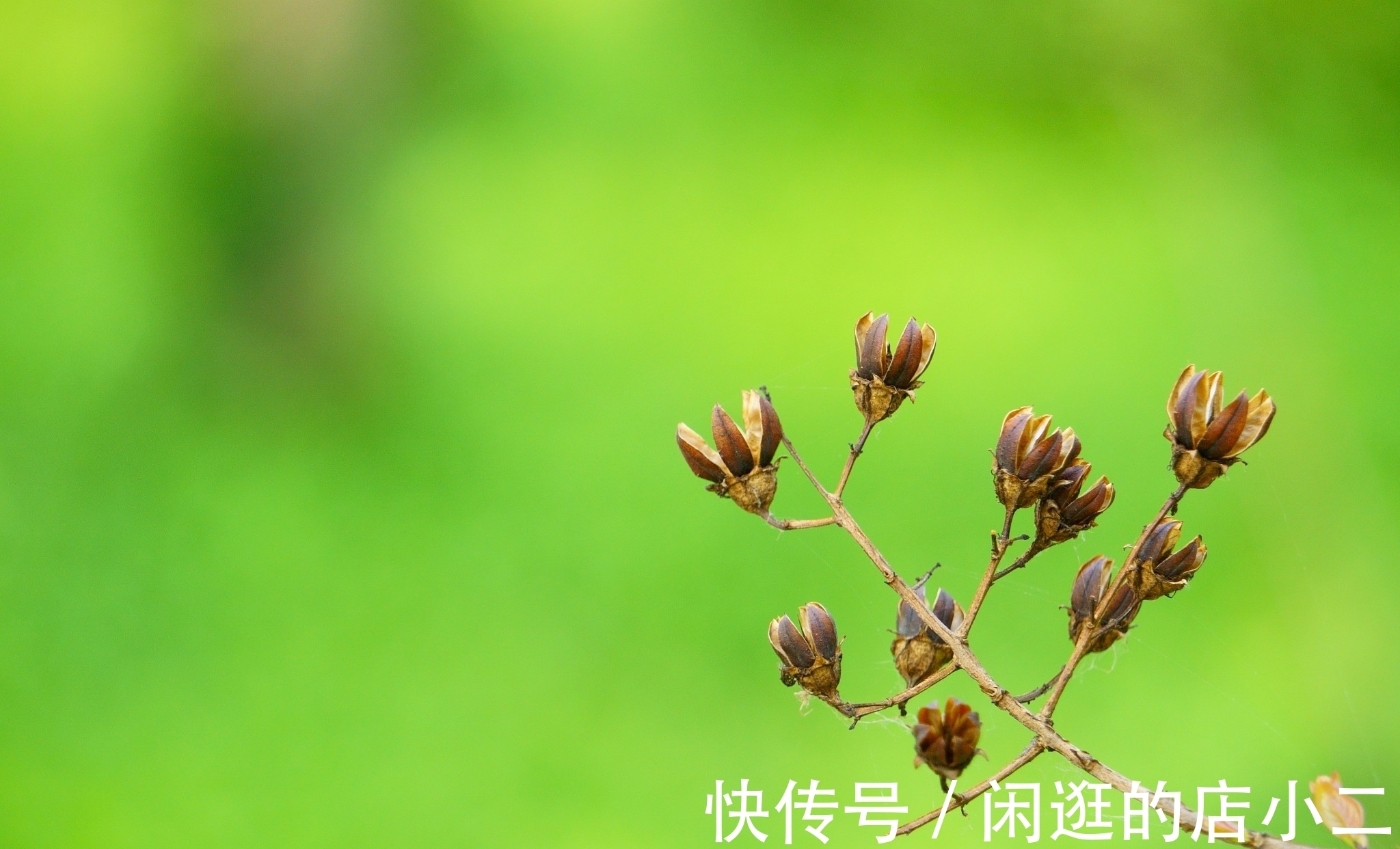 花弄影@张先最喜欢的一首天仙子，一句“云破月来花弄影”被后世传诵千古