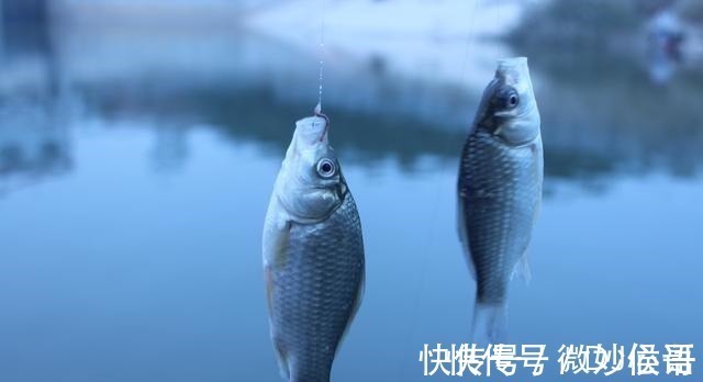 钓位|不怕小鱼的蚯蚓挂法,无倒刺鱼钩适用,秋冬野钓上鱼更多!