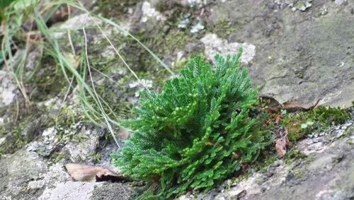  野外|荒山野岭里的“这种草”，有人见到就“挖”，说是盆栽良品