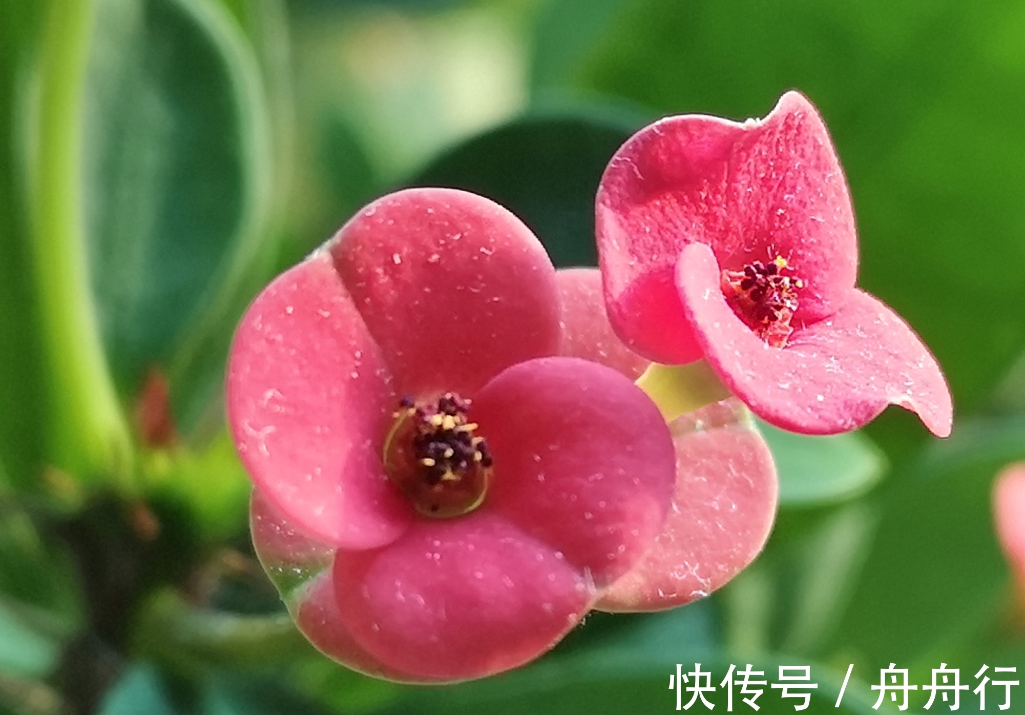 此花造型奇特惹人注意,凛然不可侵犯的样子,显示出麒麟的威严