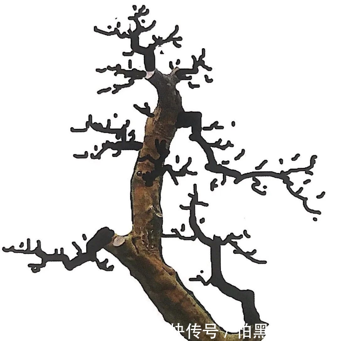 熟知雀梅习性后，临摹盆景设计案例，咱们的盆景作品指日可待！