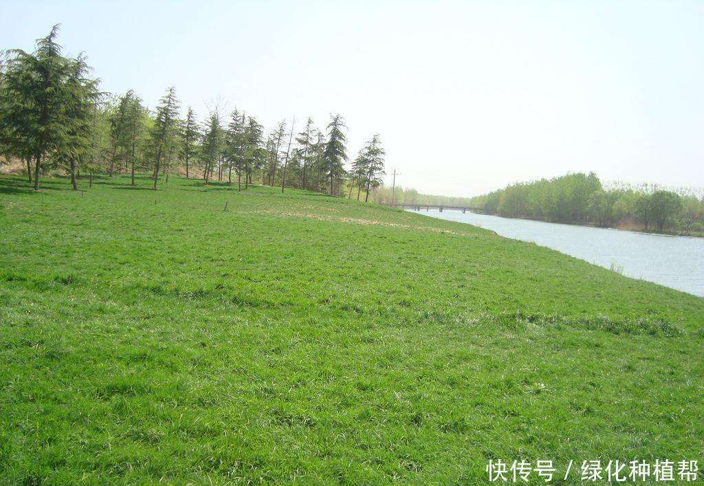 狗牙根,虽然名字另类,却有着极强的生命力