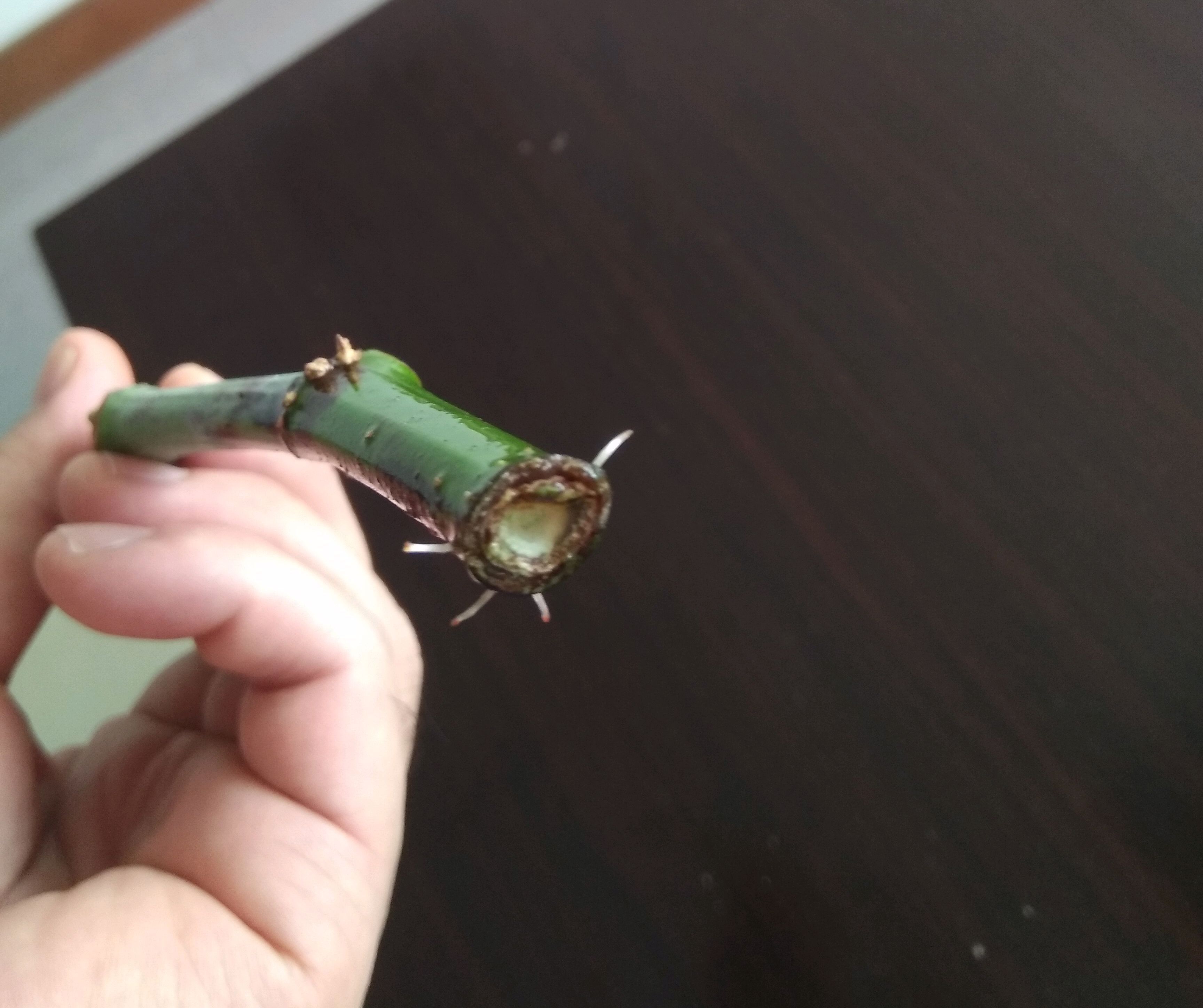 枝条|无花果水培繁殖难生根教你一招10天生根的方法,试过的都说好