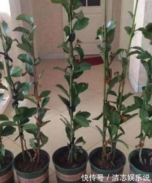 这东西和蟹爪兰天生一对,嫁接百分百活,轻松变身蟹爪兰大树!