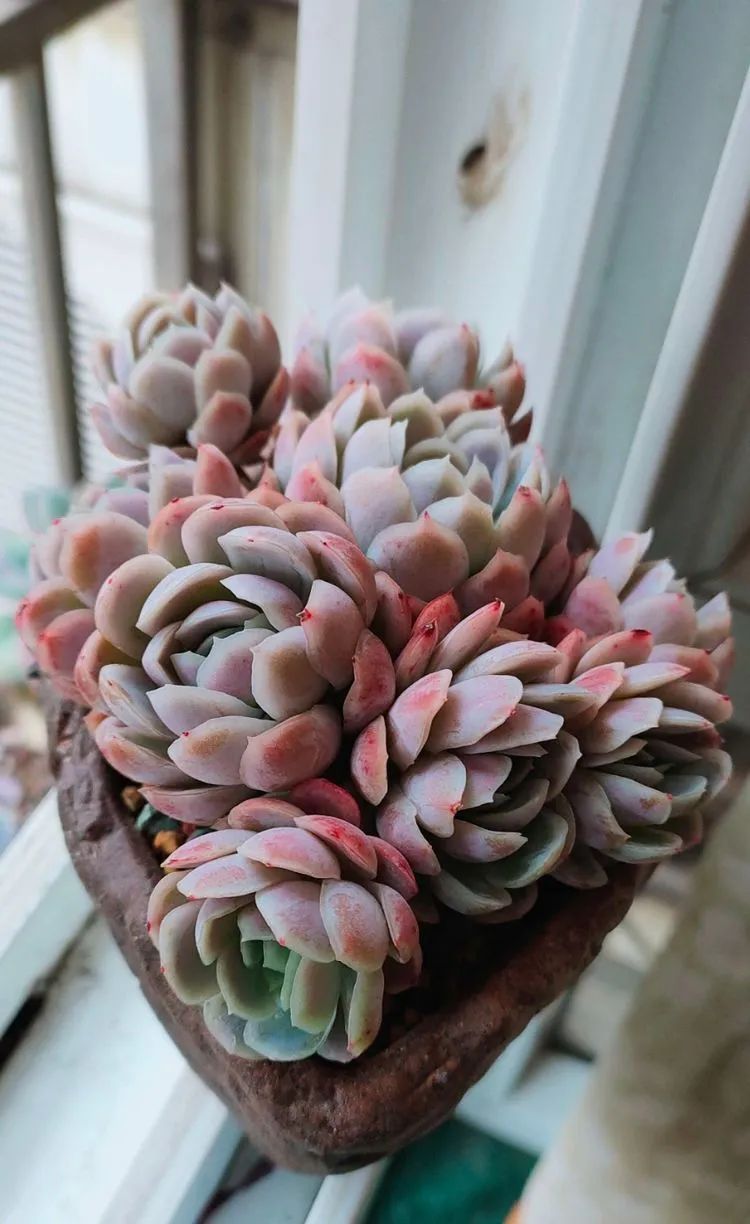 爱自己、爱家人、爱生活、爱多肉,因为有爱我便无惧风浪!