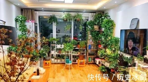 客厅养花有“讲究”，这3种树养1盆，好看又养眼，还能带来好运气