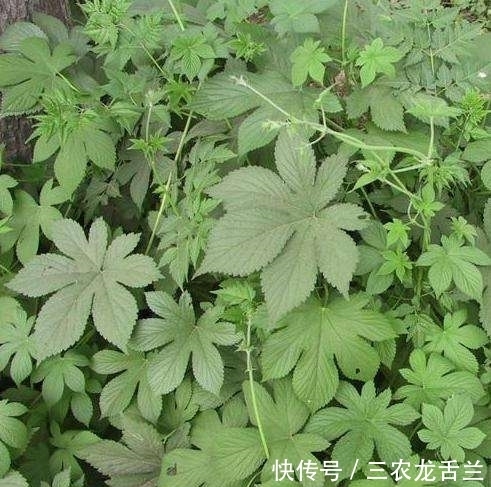 我的家乡|农村一种植物浑身是宝,却被农民归为害草,俗称“拉拉秧”