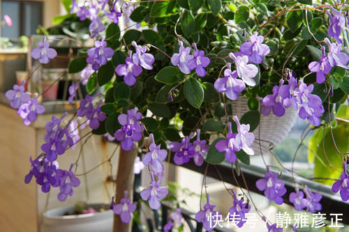 海豚花|封闭阳台能养哪些花？这几款很不错，好养易打理，冬春季也有花看