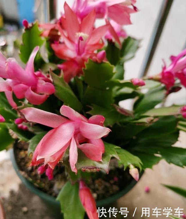 10种花特耐寒，零下5度也能养，冬天也有花看！