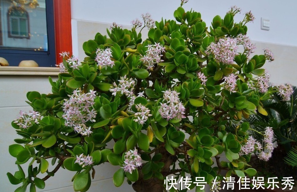 肥沃|4种树,花开富贵“好兆头”,难得一见,看看你家有吗?