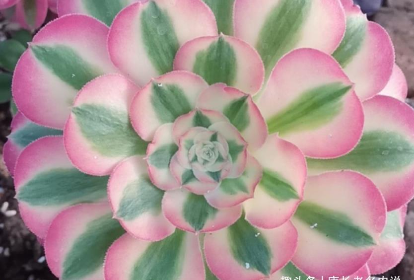 锦斑|粉女巫法师是粉色系多肉中的颜值大师,它是否唤起了你的少女心?