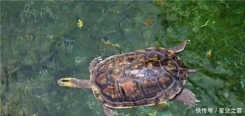 古人打完井后,为什么要扔俩乌龟下去?老祖宗的智慧令现代人叹服