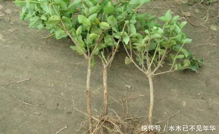 夏季摘1个枝,丢盆里,来年花开满阳台,成枝肥叶壮有价值的盆景