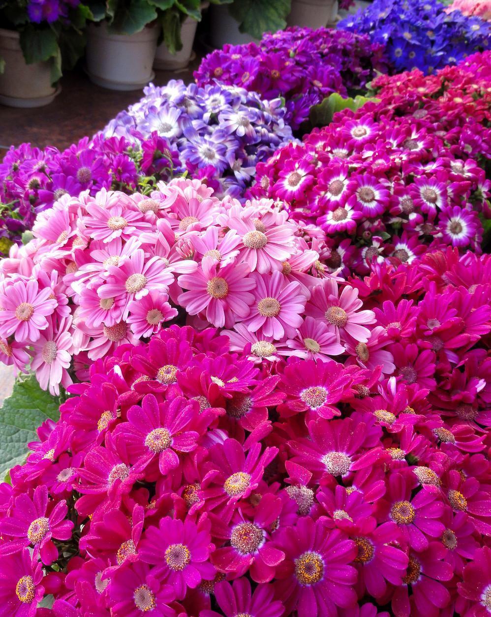 这些小草花,个个真美人,阳台养几盆,繁花不断,美到不敢看