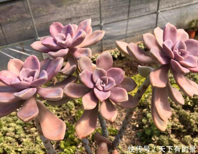 夏季|有1片叶子就能活的紫乐,夏季盆栽,注意3点才叶子肥美