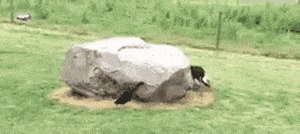 |搞笑GIF: 看着都觉得尴尬 下次就别在这种场合秀身材了