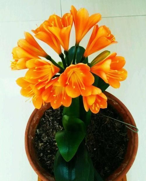 浇花|老伯养君子兰有诀窍,1周浇1瓶啤酒,一年开花两次