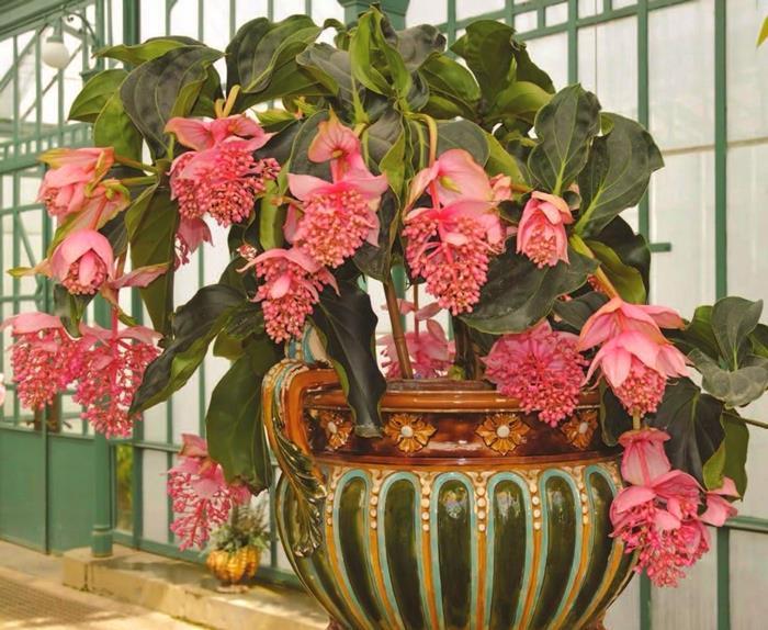 盘点小众年宵花,这6种很少有人知道,你家里养过吗?