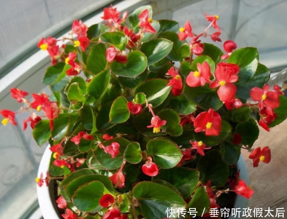 生肖鼠|什么属相养什么“花”,一看就明白,看看你养对了吗