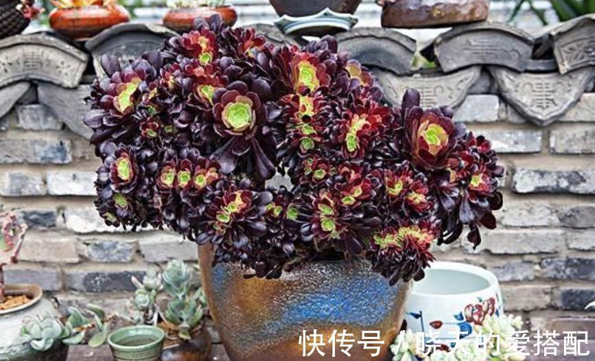 植株|8月养黑法师，了解掌握4个要点，养成霸气手捧花，谁见了都夸美
