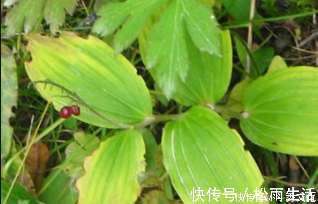 草根|十个人九个腰疼,此草根冲酒服,腰不疼了,腿不酸了,早知早健康