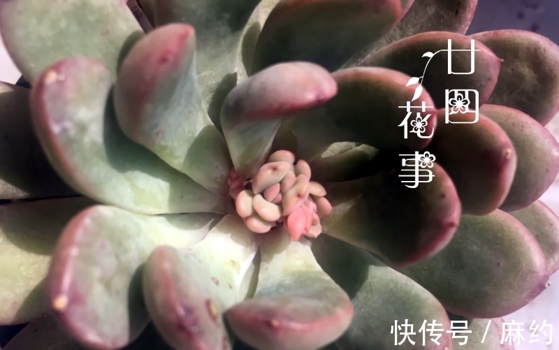 4种方法,让单头多肉变多头,总有一种适合您!