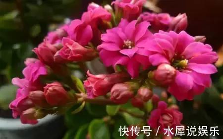 花友们|以下4种花，浇水越多死的越快，花友们要管住手了。