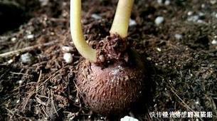 仙客来开败后，不要急着丢，2种方法，明年还能再次开花！