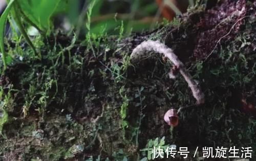 世界上最丑的兰花,外形丑陋无比,却拥有玫瑰般的香气