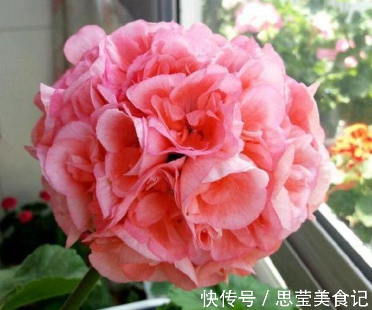 新手|“4种花”懒人、新手都能养的好，一言不合就爆盆，你一定喜欢