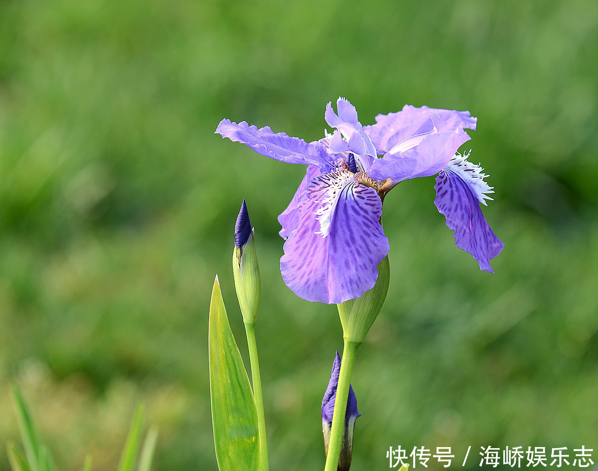 此花被法国人视为国花，花枝招展，非常迷人，象征着一颗优雅的心