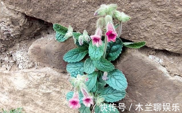 野菜|李时珍说它“服之面如桃花，轻身不老”，长在路边却少人识