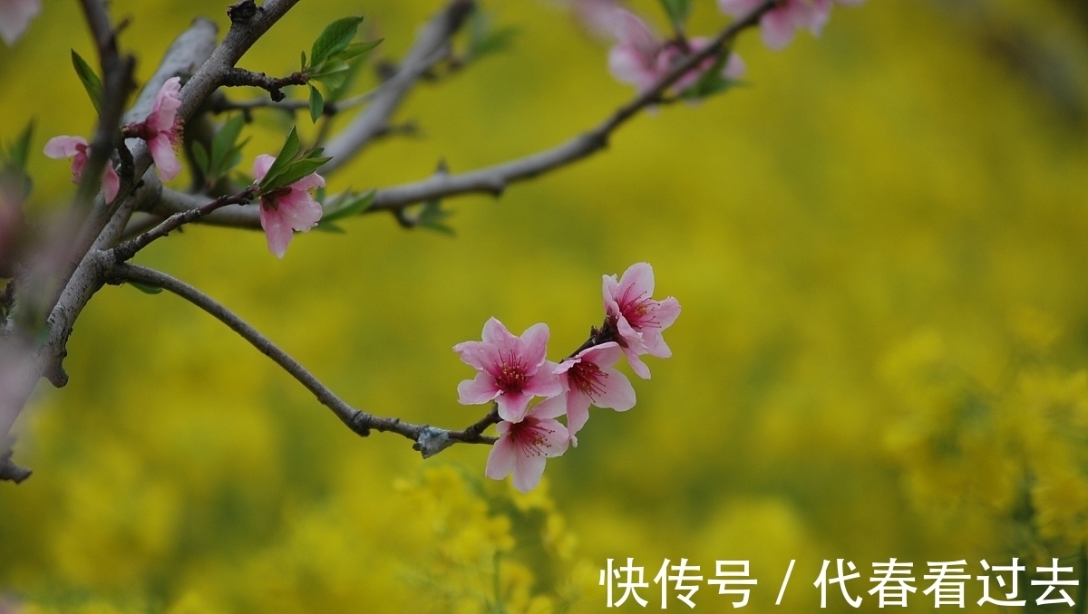 杨柱|杨柱诗词十首:嵌句偶拾(辘轳体)人面桃花相映红