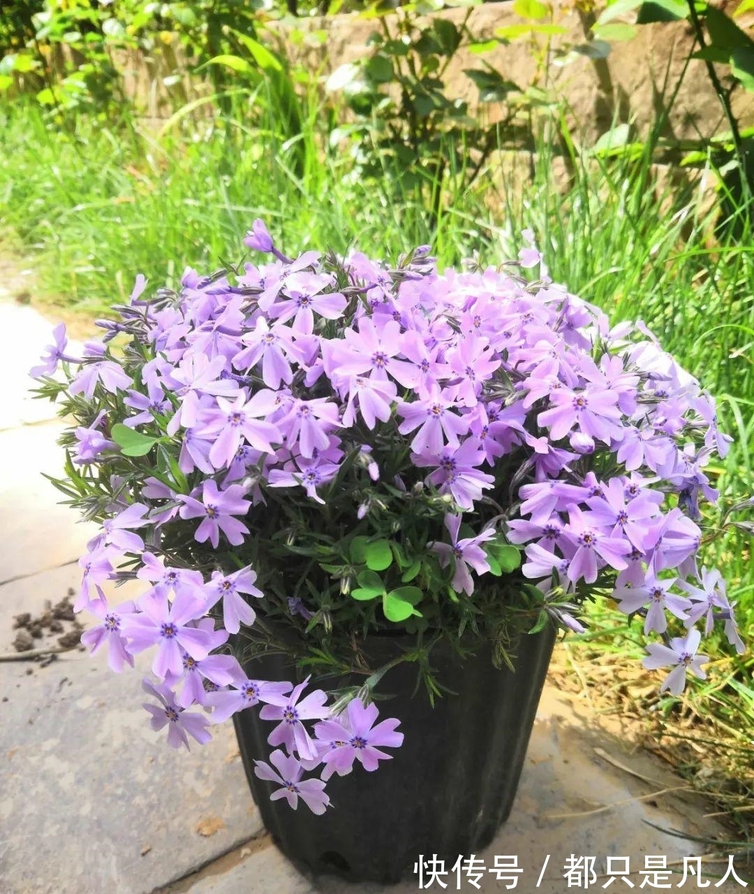 “寿命长”的10种花,寓意好,格调高,老人见了眉开眼笑!