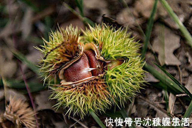 香蕉|想长寿得会吃，4种食物每天吃点，健胃消食、排毒养颜，早吃早好