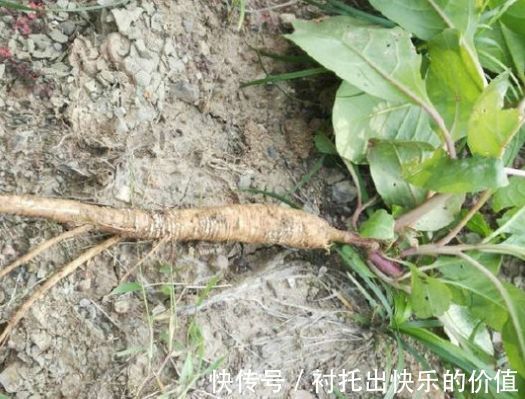 野草|农村称为“人参菜”，不仅食用价值高，还能入药使用，价值珍贵