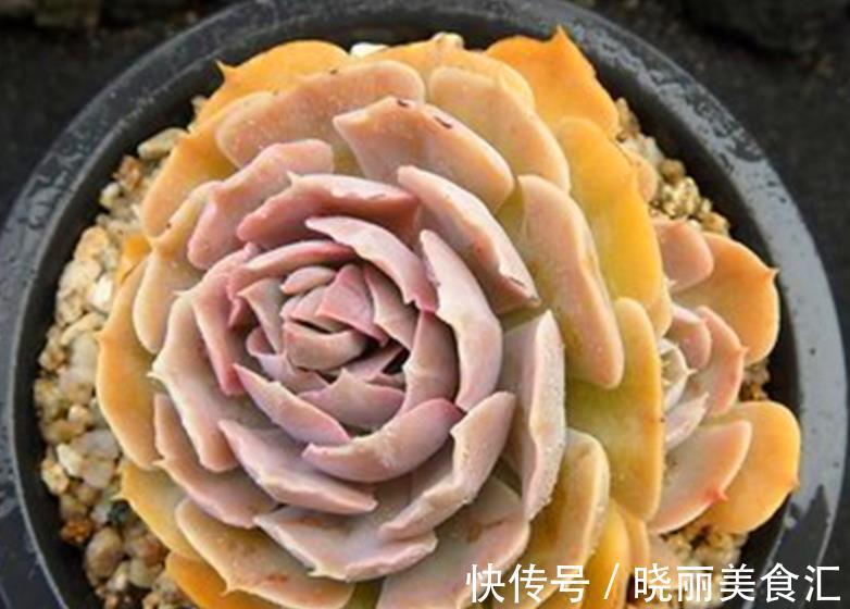 养肉先养根,教你3个小技巧,学会了根系健壮长势旺