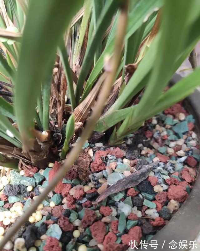 花生壳|兰花就是不见长有一个“好办法”,快速生长,冒新芽