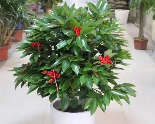 4种适合养在客厅的树，耐旱好养活，寓意好还能净化空气