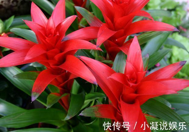 新年|这6种花新年家里养上一盆,满屋清新,年年喜庆招财,金玉满堂!