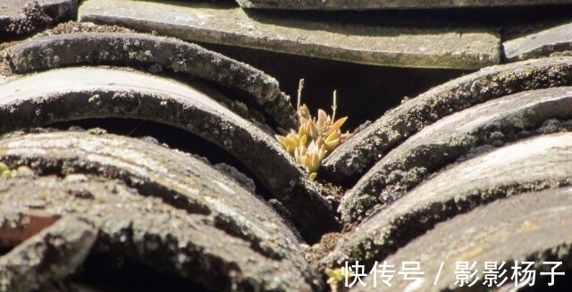 肉友把不要的多肉扔到屋顶，最后被惊艳到了，颗颗饱满圆润