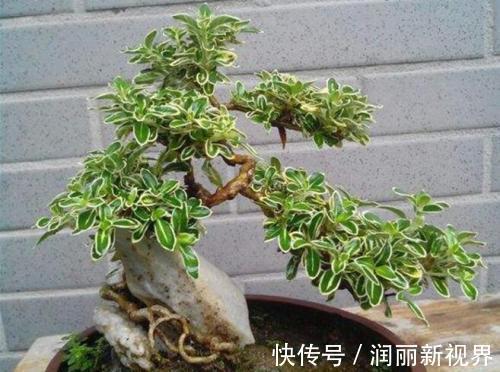 扦插|喜欢盆景就养它，1个枝能扦插，6月开花多又美，美过金枝玉叶