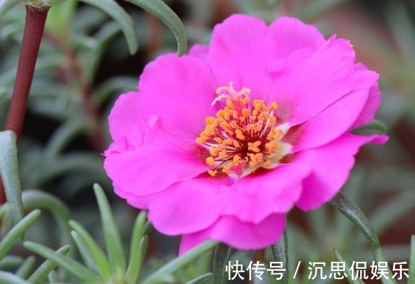 耐性|喜欢养花却没耐性,不如选这个品种,不用太精心也能开一片花