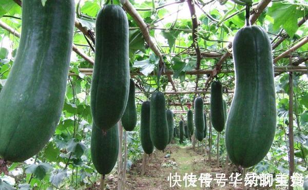 食物|“嘌呤大户”被揪出,宁愿不吃,也别碰这些食物!有你爱吃的吗?